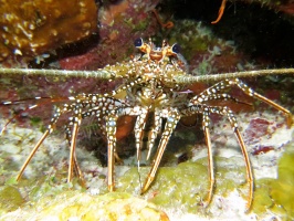 5 Spotted Lobster IMG 3091